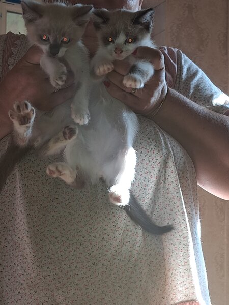Pisici siameze rasa pura